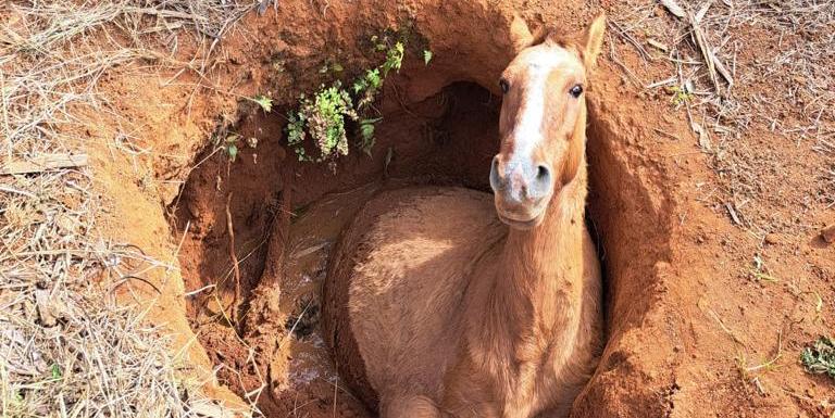  cavalo que se encontra dentro de um poço